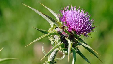 از عجیب ترین خواص عرق گل گوهری چه می دانید؟!