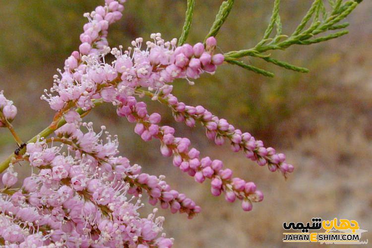 عوارض جانبی مصرف گزانگبین کدام است