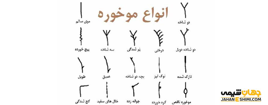 موخوره چیست و چگونه می توان با آن مقابله کرد؟