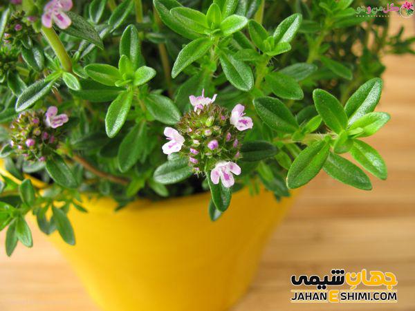 مشخصات ظاهری گیاه مرزه تابستانه کدام است؟