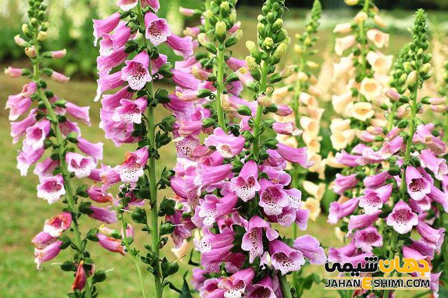 مصرف گیاه دیژیتال چه تاریخچه ای دارد