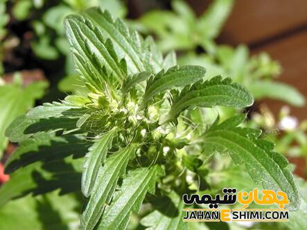 مهم ترین ترکیبات شیمیایی گیاه بادرشیبو کدام است؟