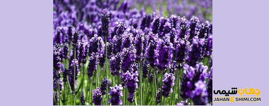 عرق اسطخدوس چه خواصی دارد؟