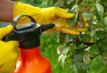 کود تراپیست کمپلکس چیست و روش استفاده از آن چگونه است؟