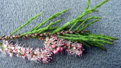 گزانگبین گیاهی دارویی با خواص و کاربرد های فراوان