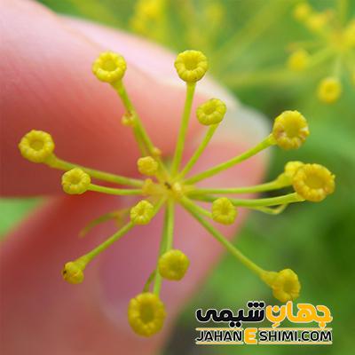 گیاه باریجه چیست؟ فواید و عوارض مصرف آن