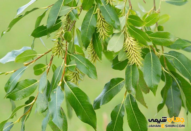 گیاه بید به چه نام هایی معروف است؟