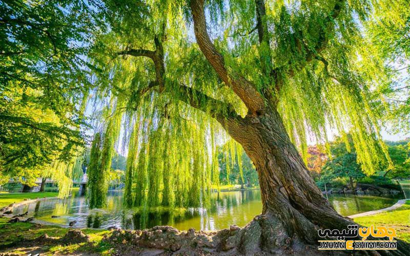 گیاه بید و خواص دارویی بی نظیرش را بشناسیم