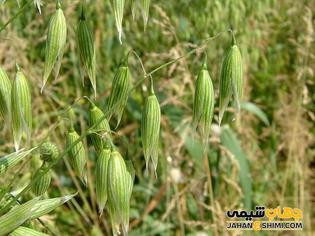 گیاه جو دوسر