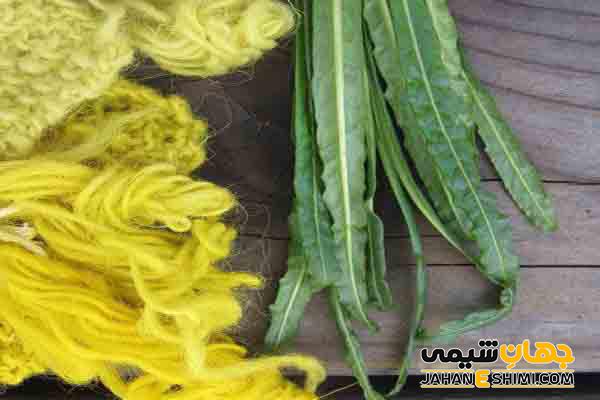 گیاه دارویی اسپرک چیست؟ خواص و کاربرد آن چیست؟