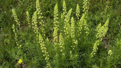 گیاه دارویی اسپرک چیست؟ خواص و کاربرد آن چیست؟