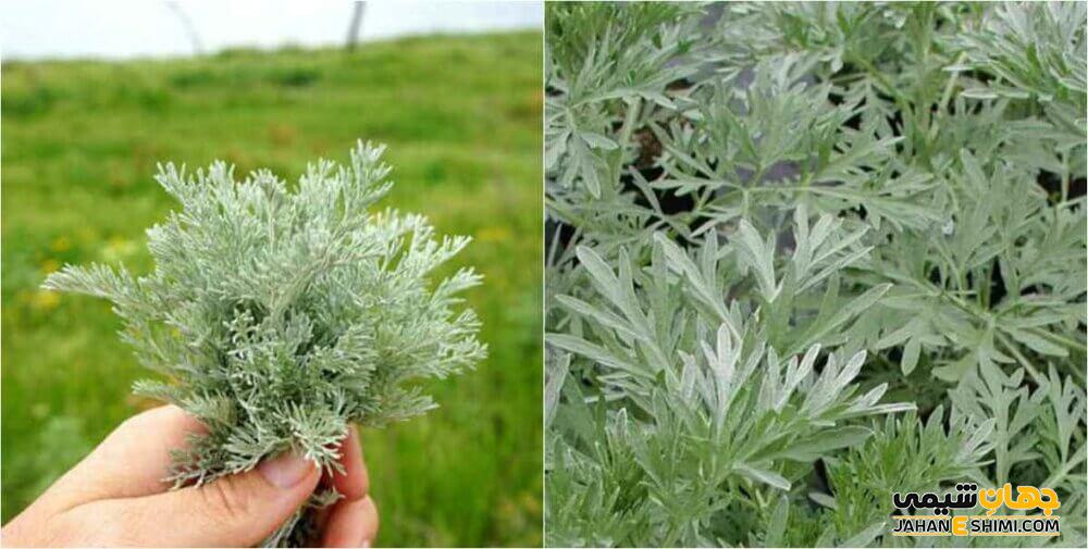 گیاه دارویی درمنه