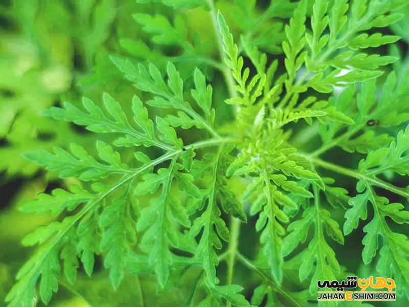 گیاه درمنه چه کاربردهایی دارد؟
