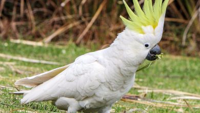 طوطی کاکادو چه ویژگی هایی دارد؟ قیمت خرید و فروش