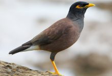 انواع مرغ مینا چه ویژگی هایی دارد؟ قیمت خرید و فروش