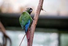 طوطی گرینچیک چه ویژگی هایی دارد؟ قیمت و خرید