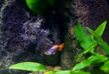 ماهی مولی چه ویژگی هایی دارد؟ قیمت خرید و فروش