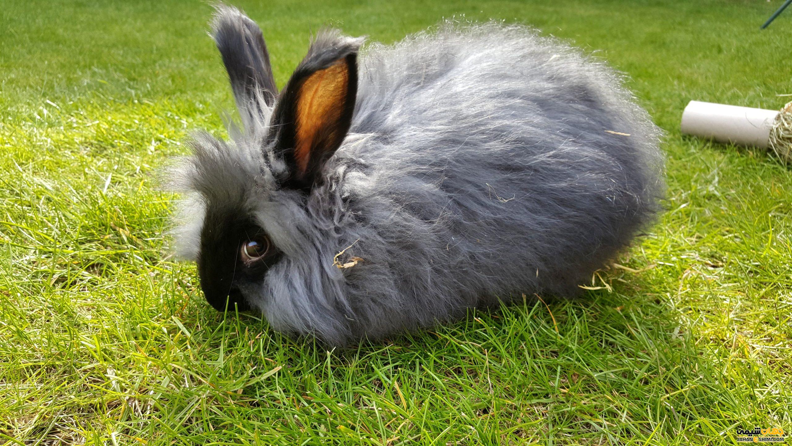 خرگوش آنگورا کهن چه ویژگی هایی دارد؟ قیمت خرید و فروش