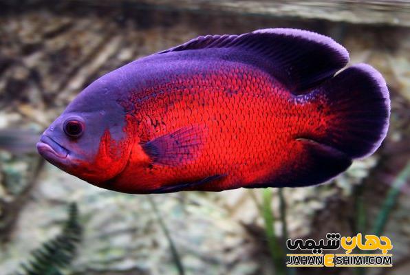 انواع ماهی آکواریومی و قیمت خرید و فروش آنها