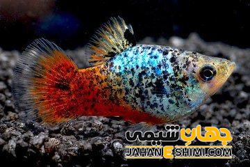 ماهی پلاتینی چه ویژگی هایی دارد؟ قیمت خرید و فروش