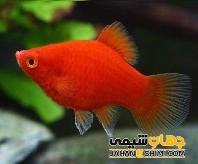 ماهی پلاتینی چه ویژگی هایی دارد؟ قیمت خرید و فروش