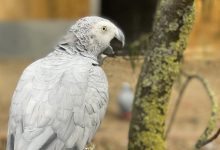 طوطی کاسکو چه ویژگی هایی دارد؟ قیمت خرید و فروش