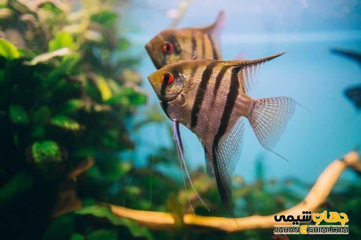 آشنایی با فرشته ماهی و قیمت خرید و فروش آن