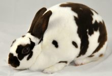 خرگوش مینی رکس، خصوصیات و قیمت خرید و فروش آن