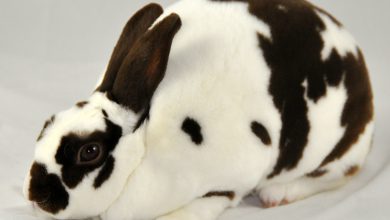 خرگوش مینی رکس، خصوصیات و قیمت خرید و فروش آن