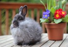 خرگوش بزرگ فرانسوی چگونه حیوانی است؟ قیمت خرید و فروش