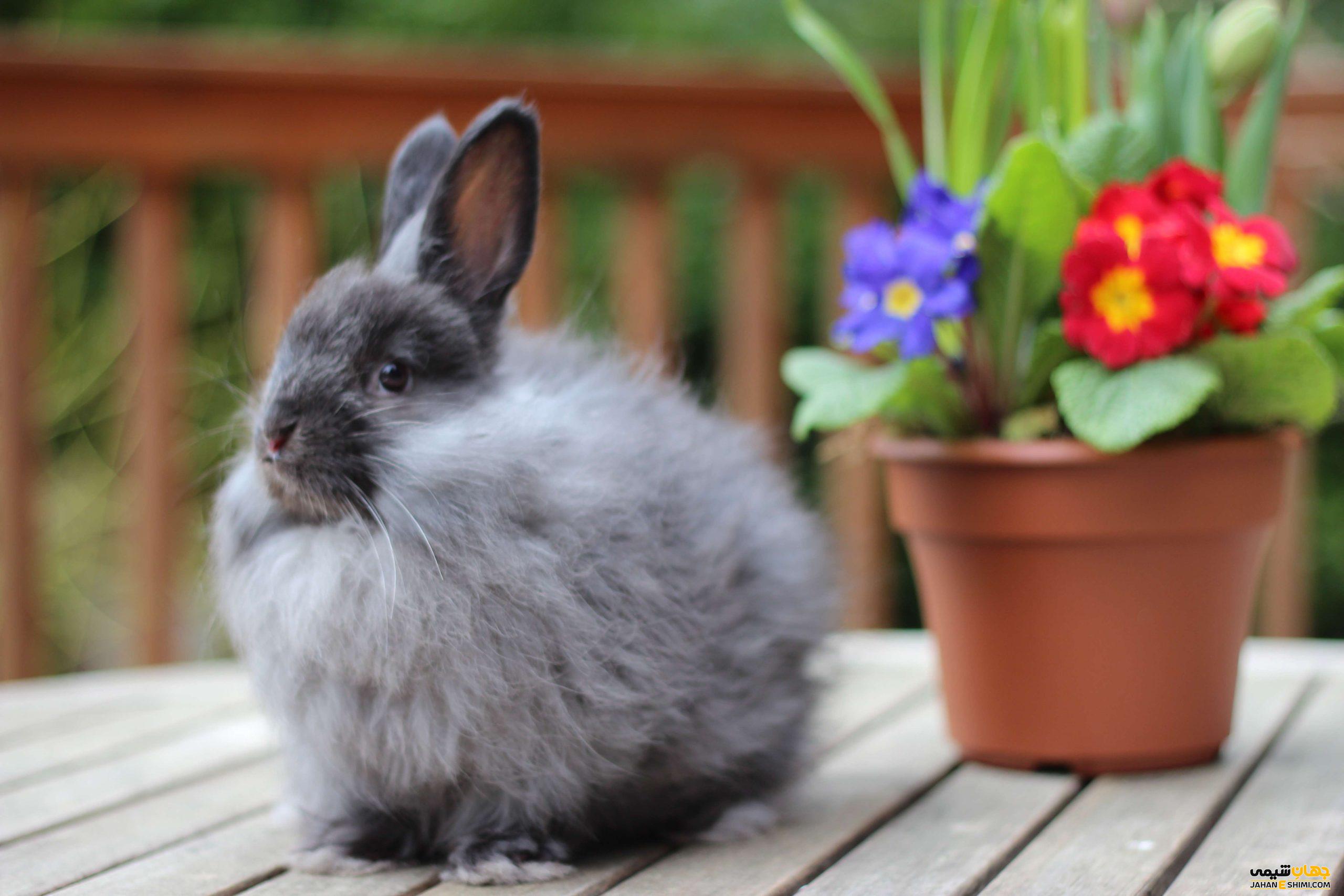 خرگوش بزرگ فرانسوی چگونه حیوانی است؟ قیمت خرید و فروش