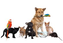 بهترین حیوانات خانگی برای نگهداری در منزل و آپارتمان