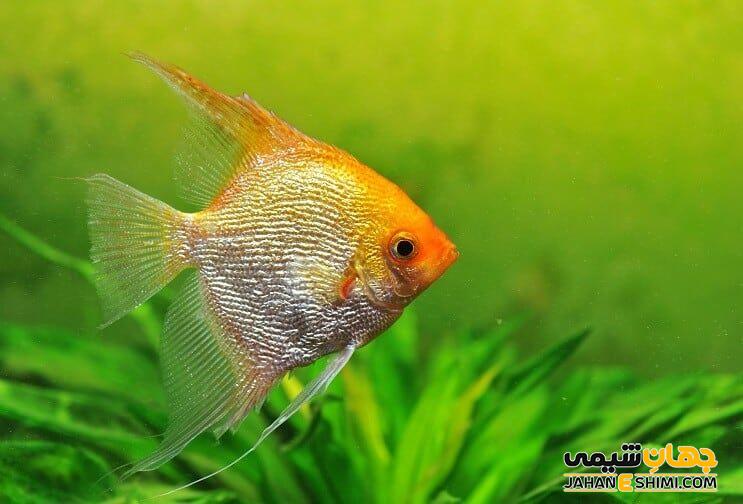 آشنایی با فرشته ماهی و قیمت خرید و فروش آن