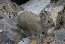 خرگوش هیمالیایی چه ویژگی هایی دارد؟ قیمت خرید و فروش