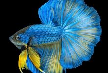 ماهی فایتر یا مبارز سیامی چه خصوصیاتی دارد؟ قیمت خرید و فروش