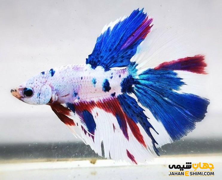 ماهی فایتر یا مبارز سیامی چه خصوصیاتی دارد؟ قیمت خرید و فروش
