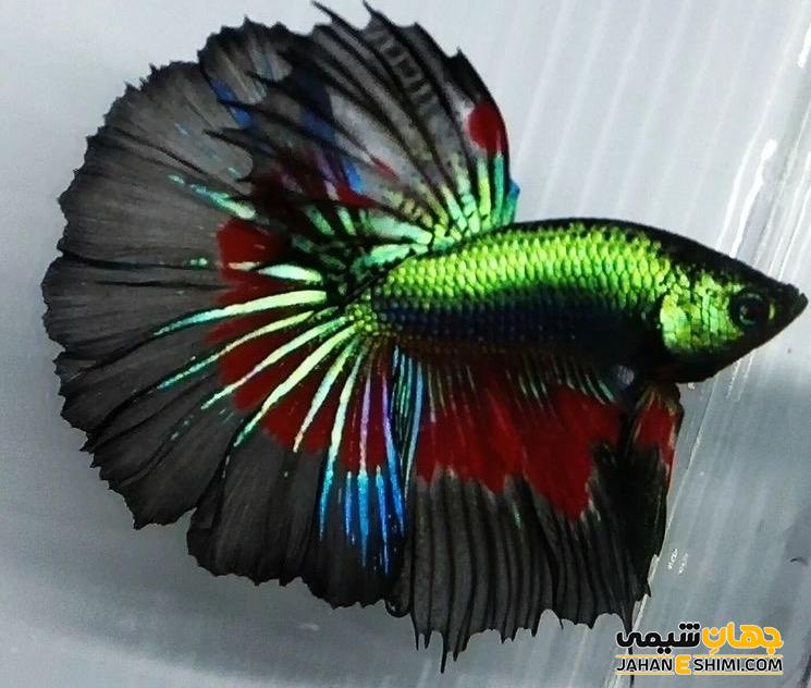ماهی فایتر یا مبارز سیامی چه خصوصیاتی دارد؟ قیمت خرید و فروش