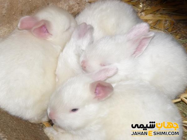 خرگوش هوتوت کوتوله چه خصوصیاتی دارد؟ قیمت خرید و فروش آن