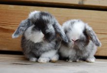 خرگوش لوپ و مینی لوپ، ویژگی ها و قیمت خرید و فروش آن ها