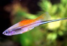 ماهی دم شمشیری یا سورتل چگونه است؟ قیمت خرید و فروش آن