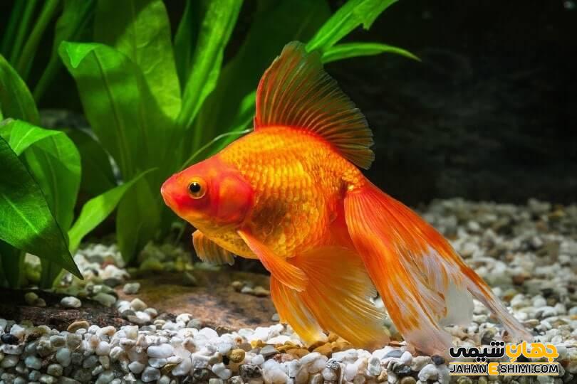 قیمت خرید و فروش ماهی قرمز