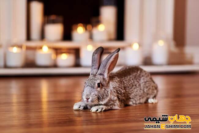 ویژگی های خرگوش پشمالو جرسی و قیمت خرید و فروش آن