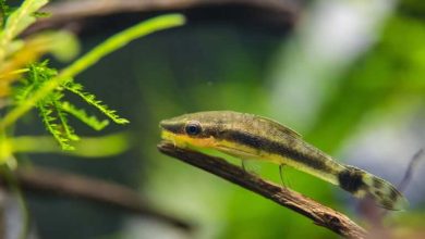 ماهی کت فیش، نحوه نگهداری در آکواریوم و قیمت خرید و فروش آن