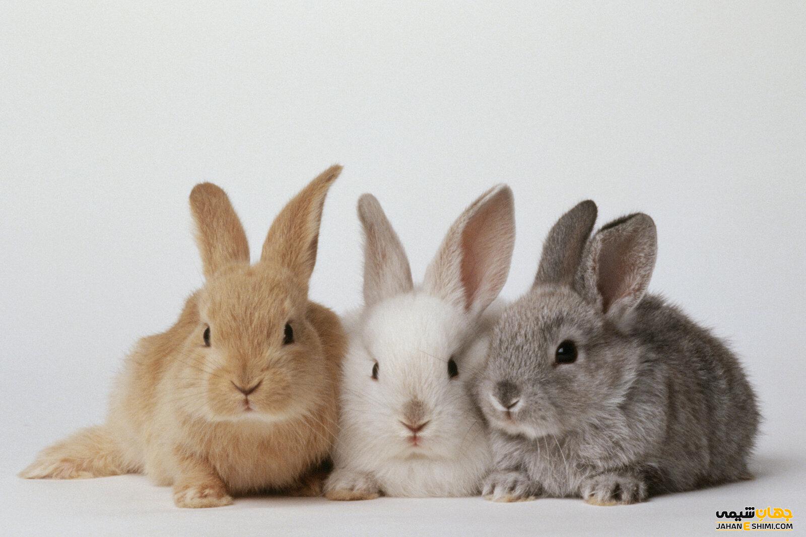 انواع خرگوش چه ویژگی هایی دارد؟ قیمت خرید و فروش