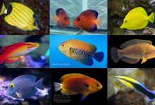 انواع ماهی آکواریومی و قیمت خرید و فروش آنها