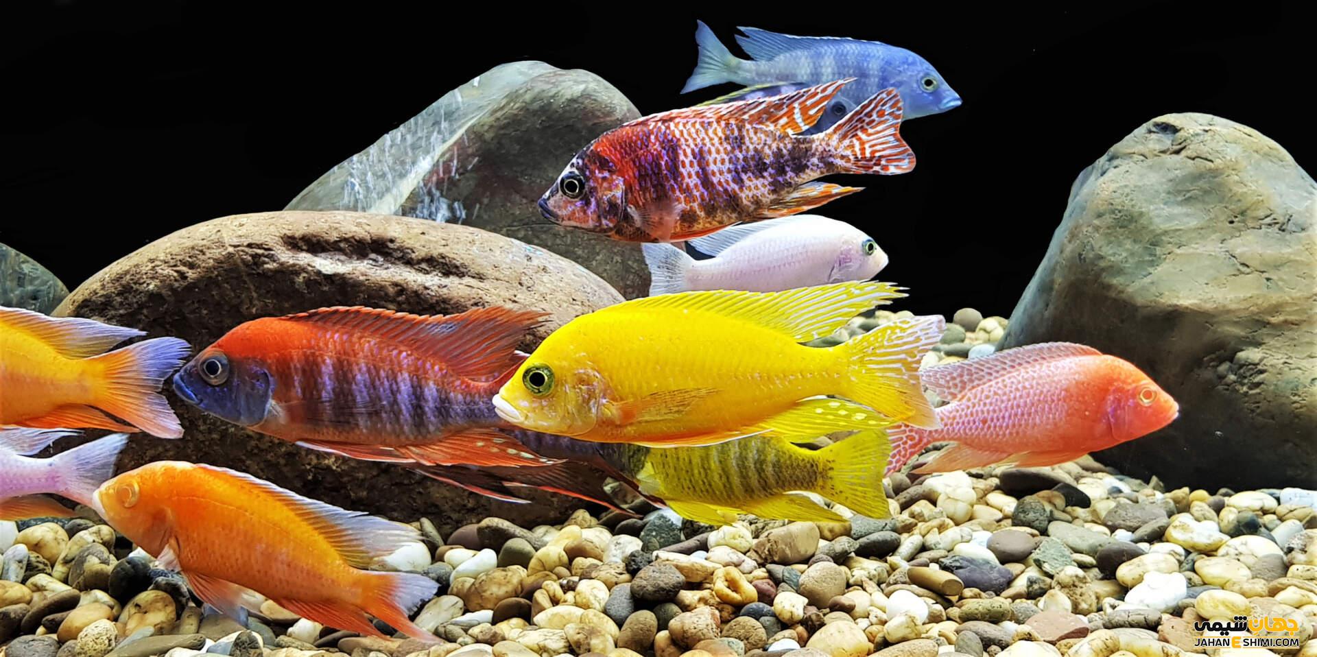 انواع ماهی آکواریومی و قیمت خرید و فروش آنها