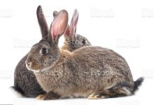 خرگوش بلژیکی چه ویژگی هایی دارد؟ قیمت خرید و فروش