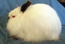 ویژگی های خرگوش پشمالو جرسی و قیمت خرید و فروش آن