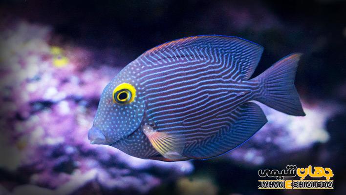انواع ماهی آکواریومی و قیمت خرید و فروش آنها