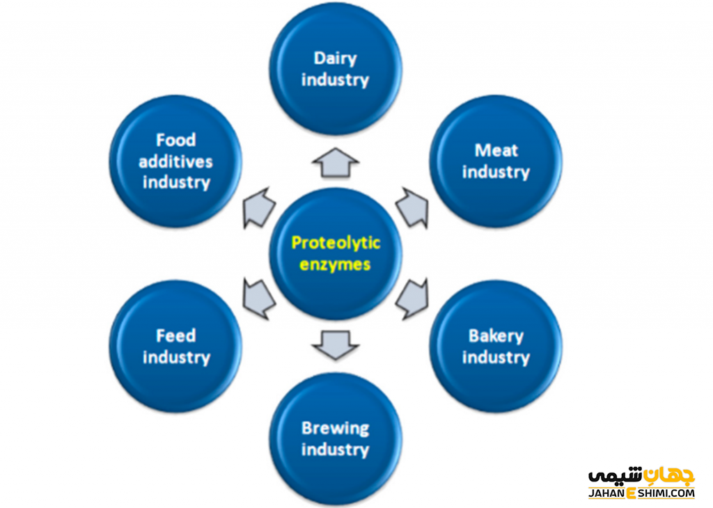 آنزیم های صنایع لبنی چه کاربردی دارند؟